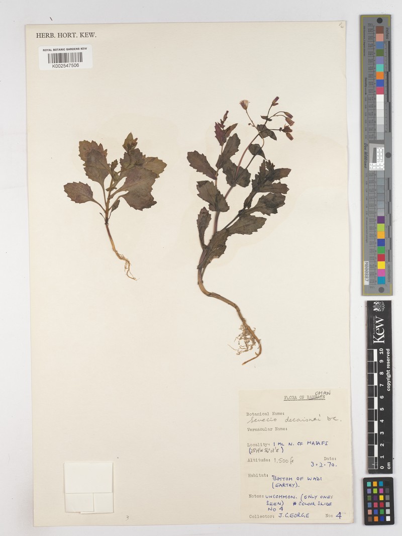 Senecio breviflorus photo 5