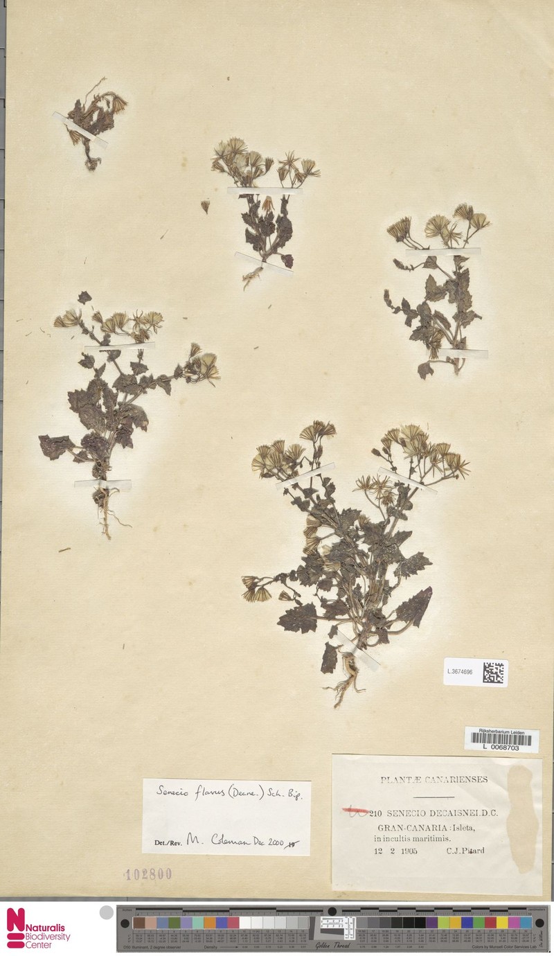 Senecio breviflorus photo 6