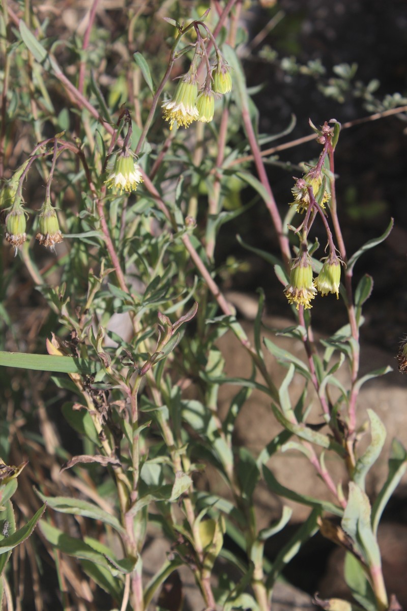 Senecio brevilorus photo 2