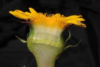 Senecio breviscapus