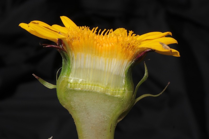 Senecio breviscapus
