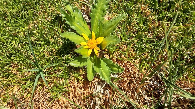 Senecio breviscapus photo 2