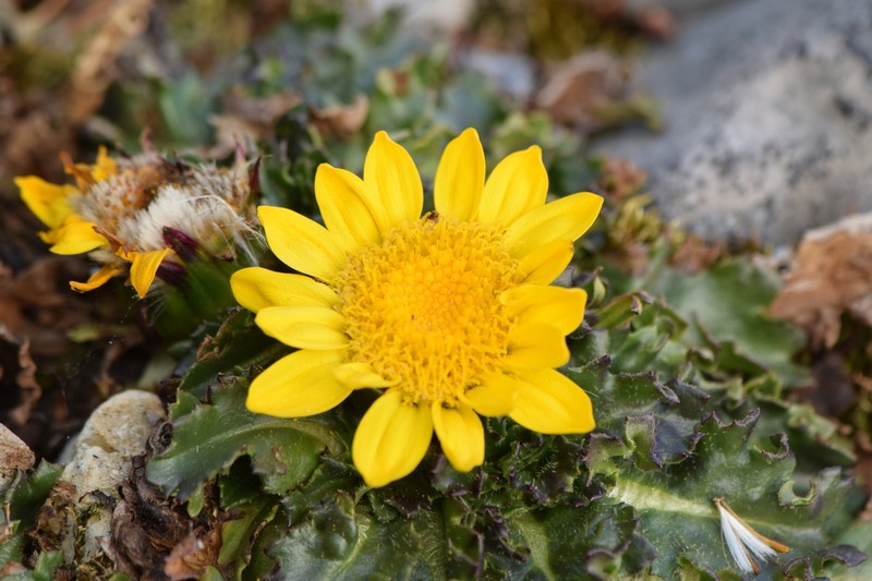 Senecio breviscapus photo 3