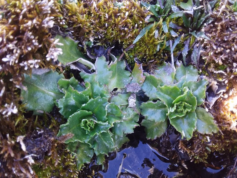 Senecio breviscapus photo 4