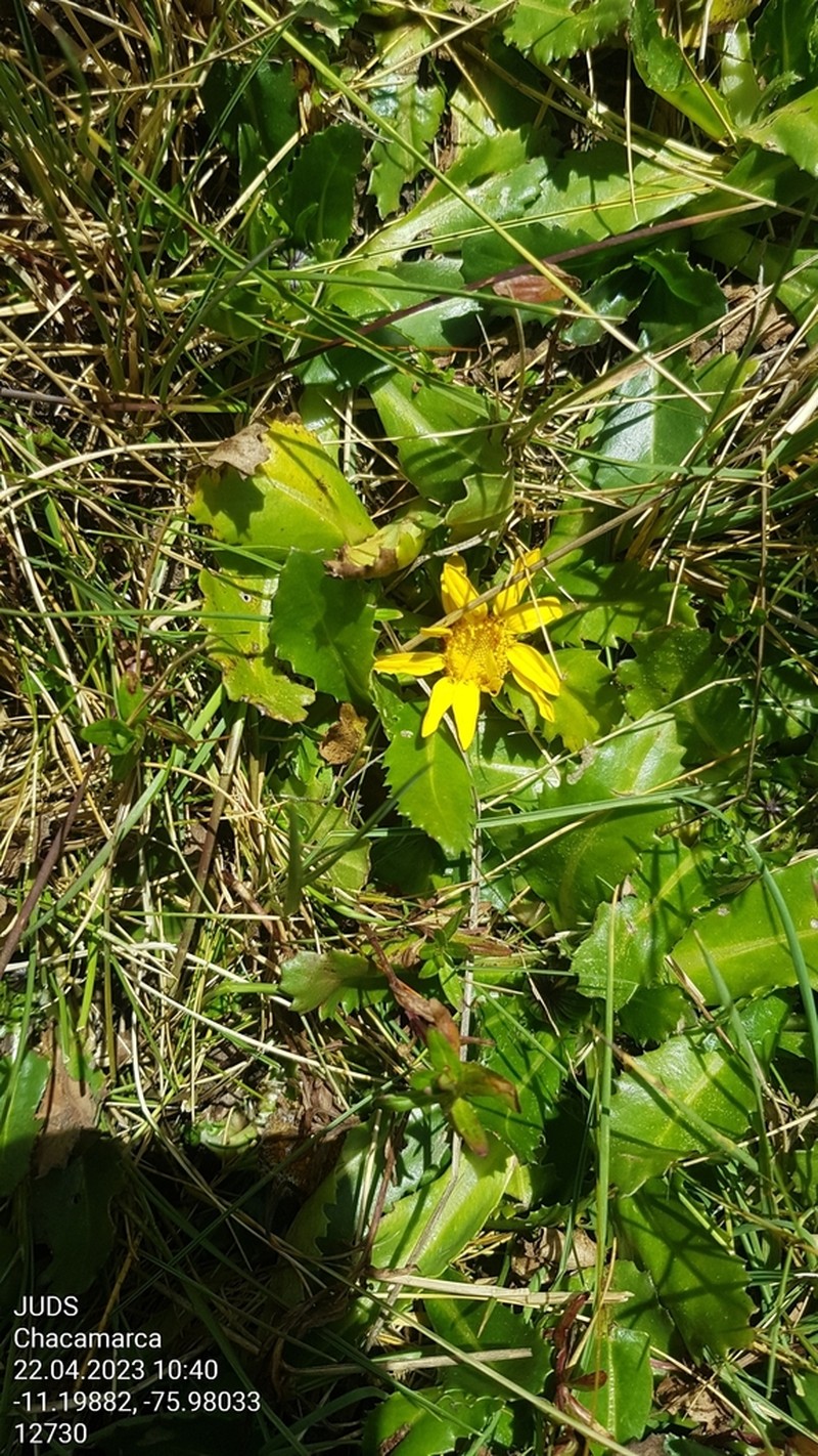 Senecio breviscapus photo 5