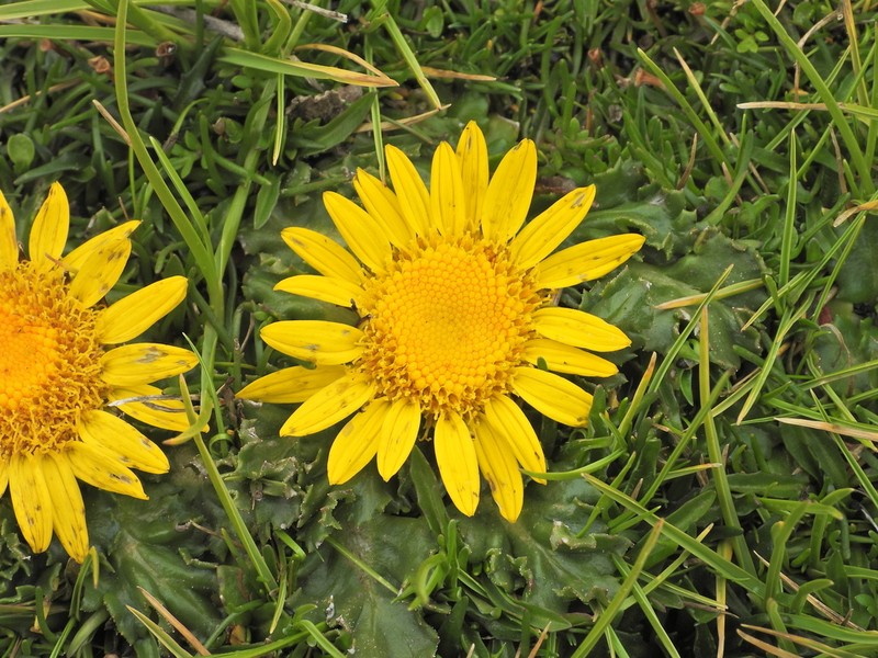 Senecio breviscapus photo 6