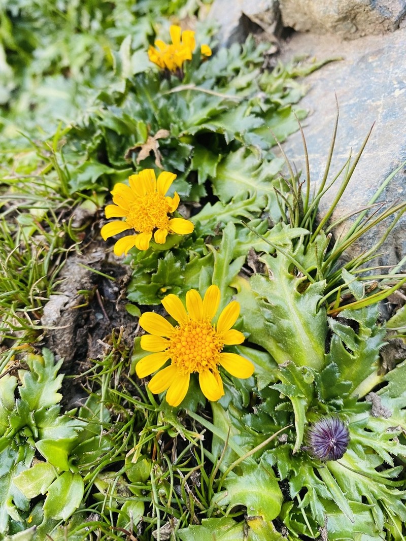 Senecio breviscapus photo 7