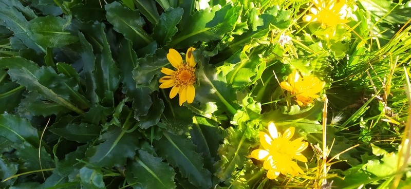 Senecio breviscapus photo 8