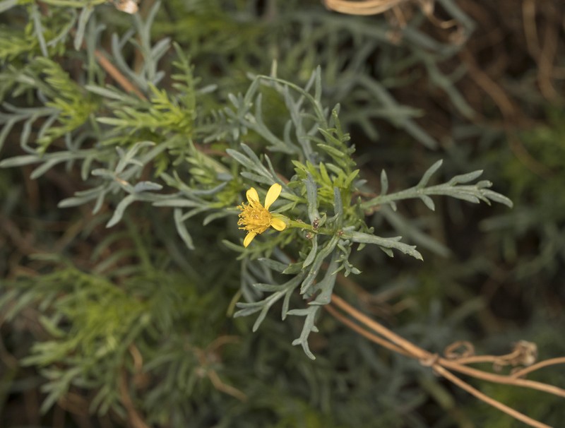 Senecio bridgesii