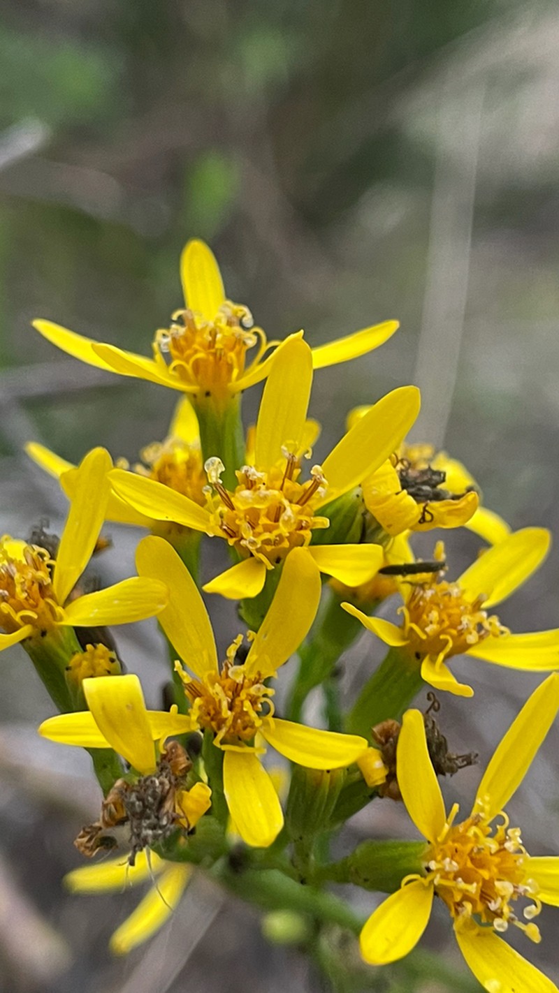 Senecio bridgesii photo 2