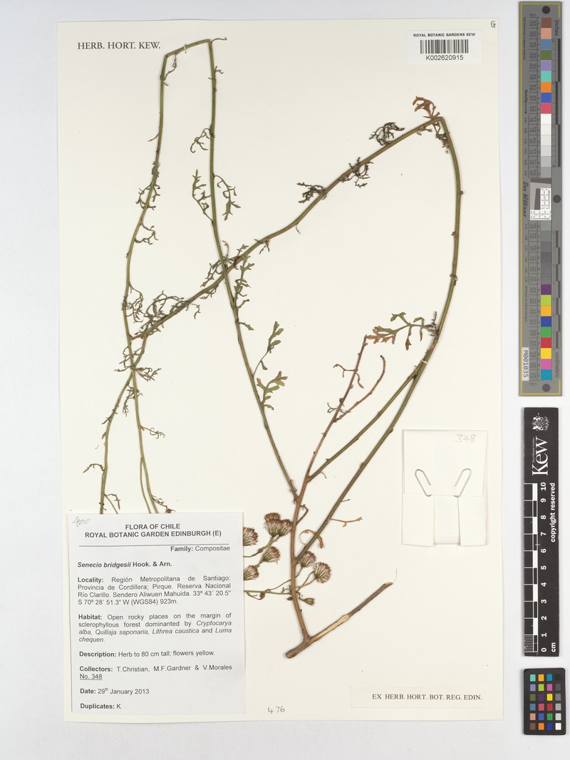 Senecio bridgesii photo 4