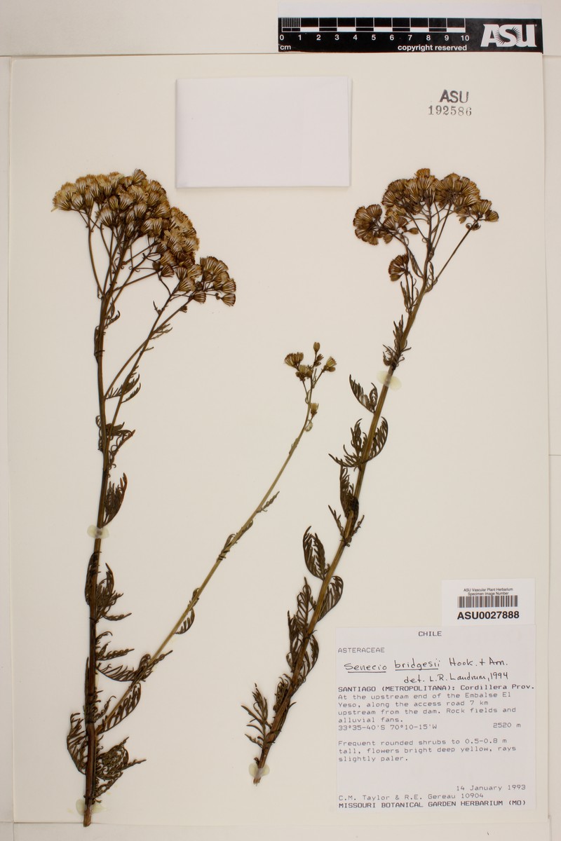 Senecio bridgesii photo 5