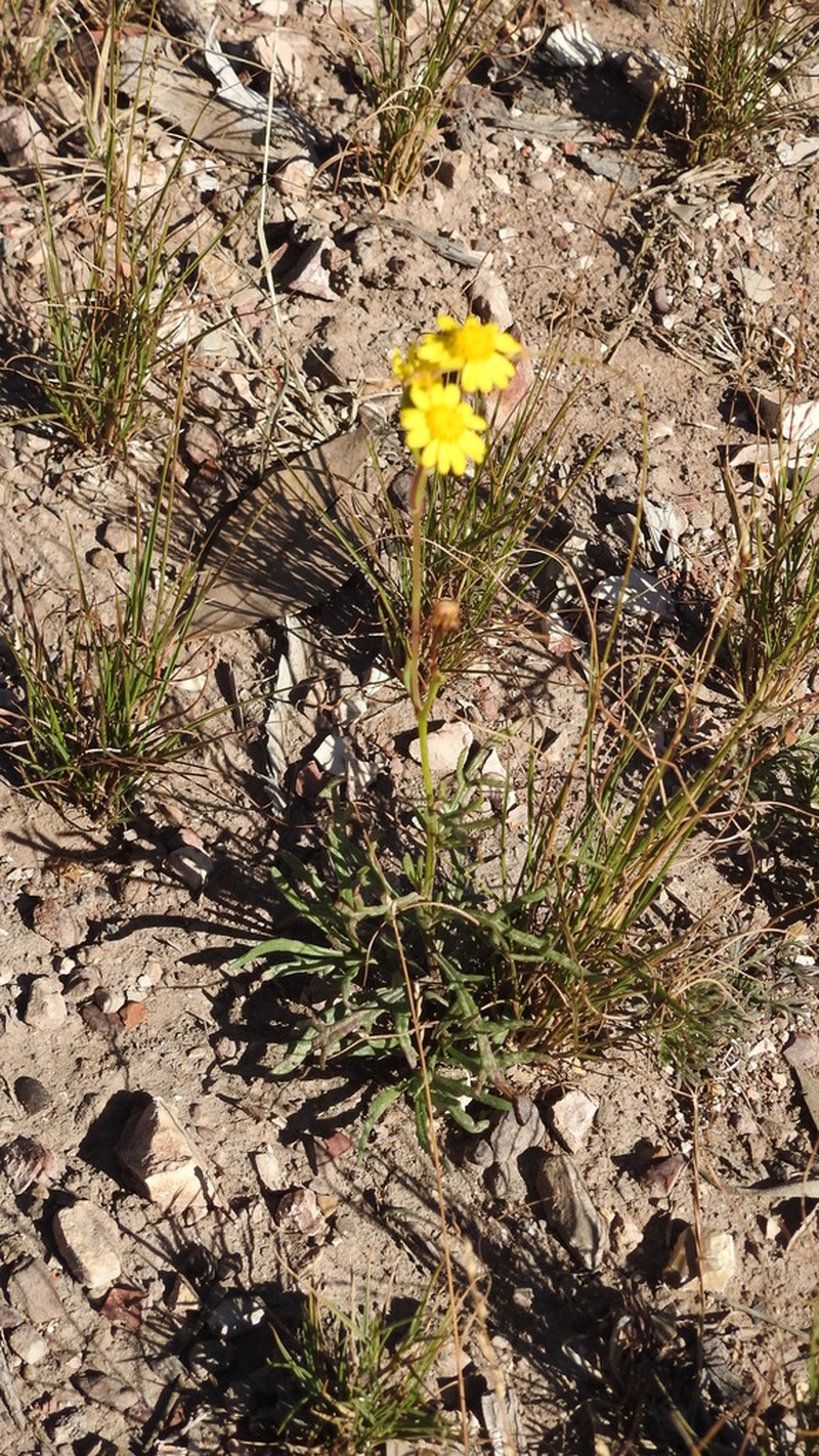 Senecio brigalowensis