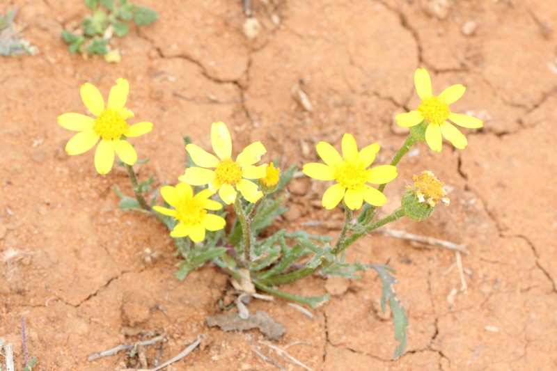 Senecio brigalowensis photo 2