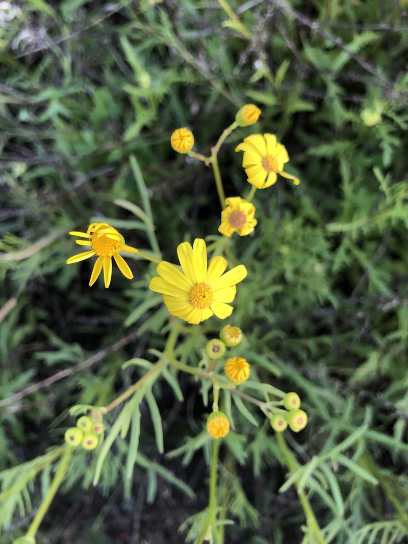 Senecio brigalowensis photo 3
