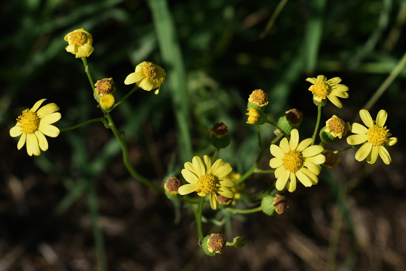 Senecio brigalowensis photo 4