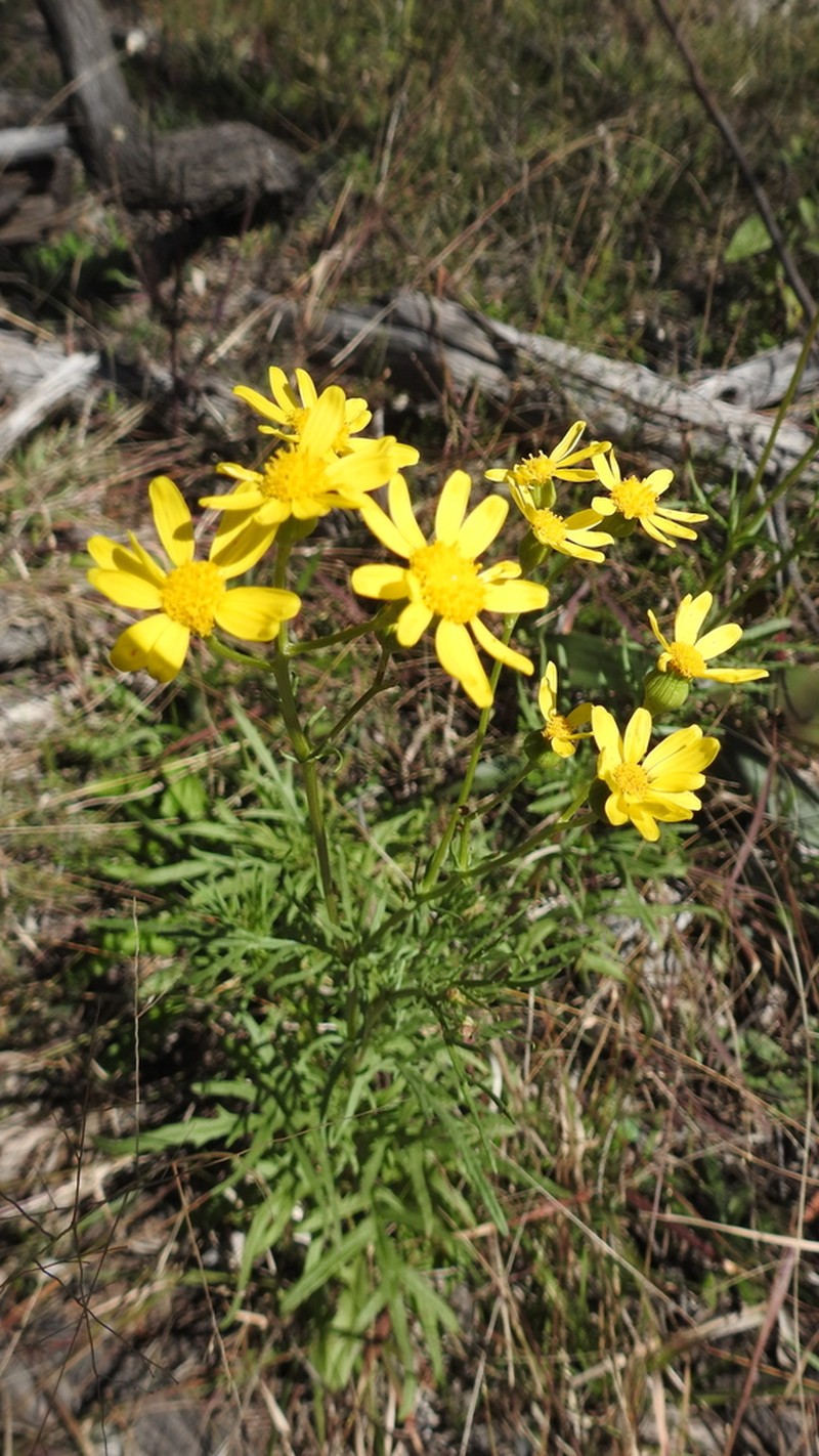 Senecio brigalowensis photo 5