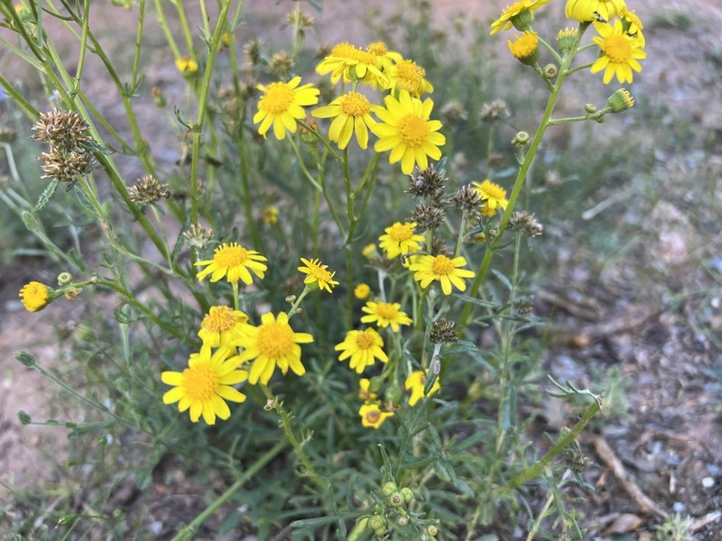 Senecio brigalowensis photo 6