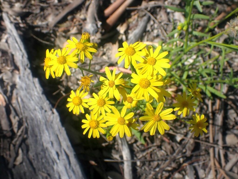 Senecio brigalowensis photo 7