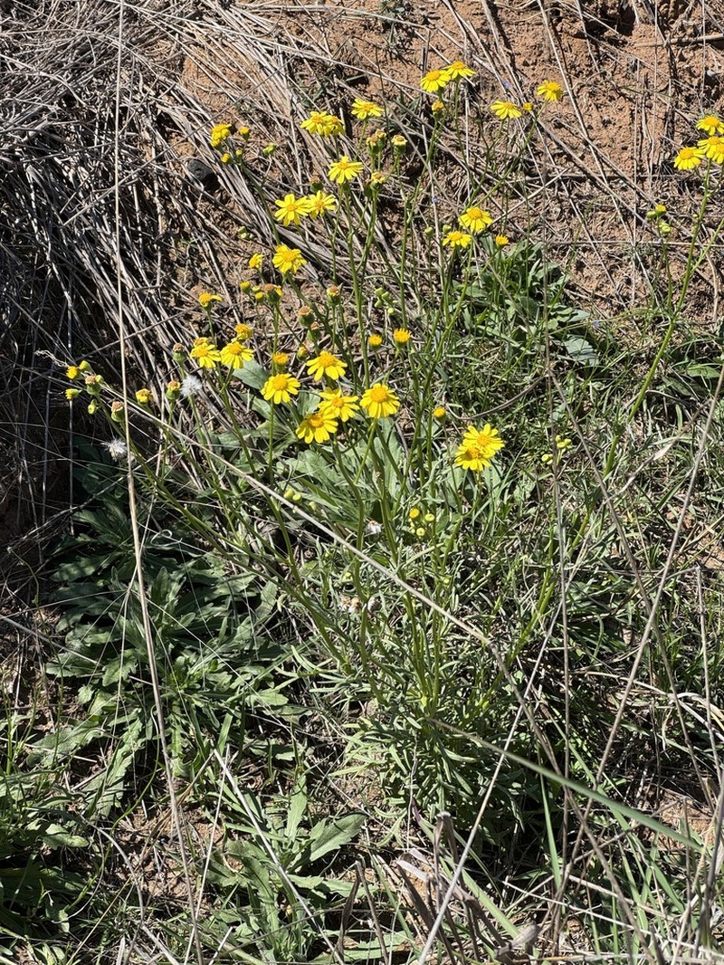 Senecio brigalowensis photo 8