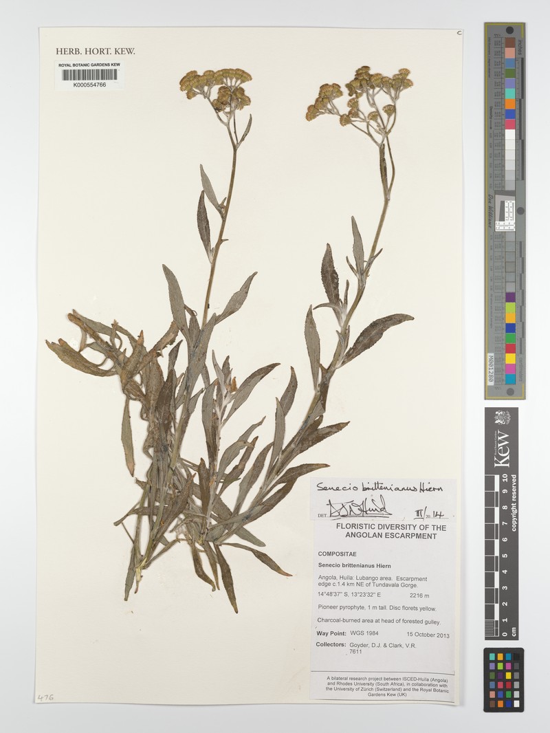 Senecio brittenianus