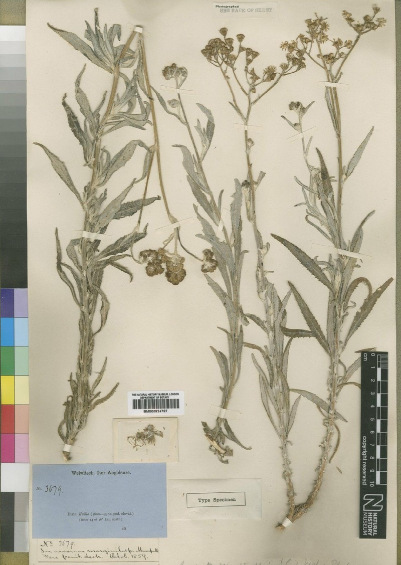Senecio brittenianus photo 2