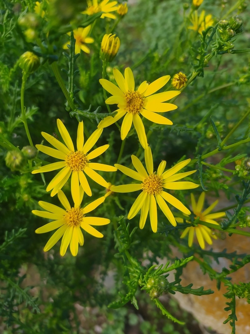 Senecio brunonianus photo 2