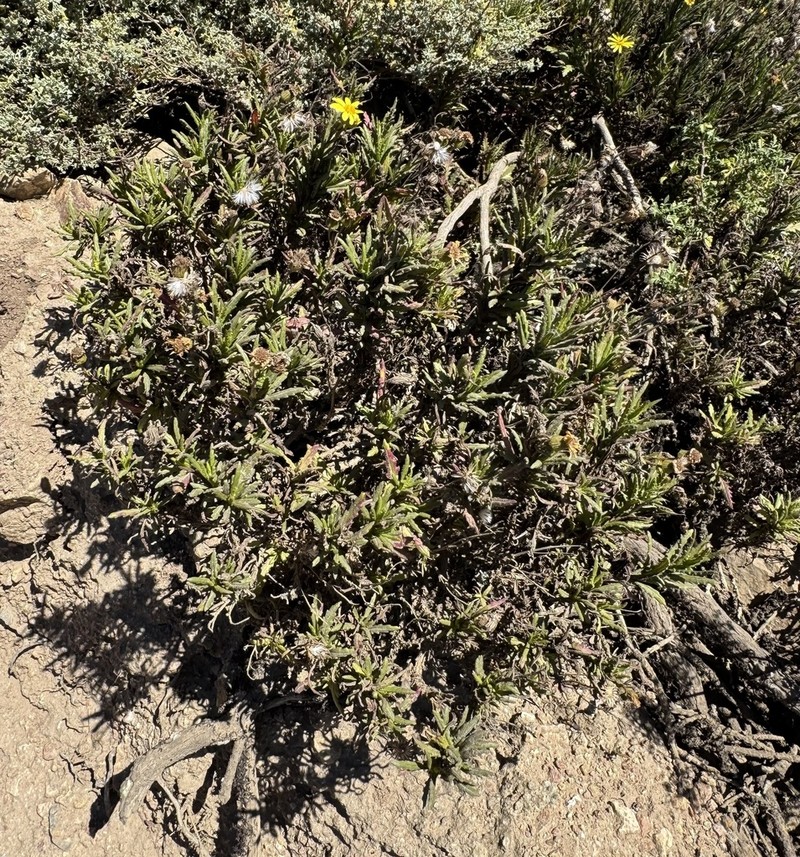 Senecio brunonianus photo 3
