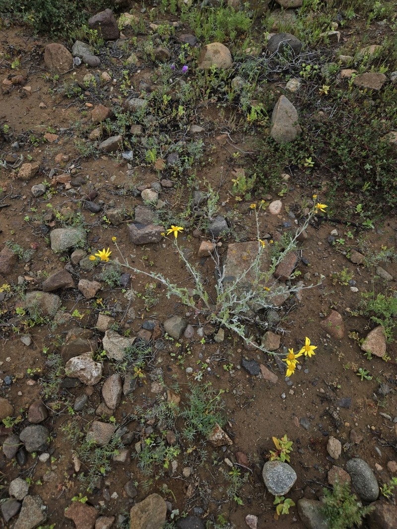 Senecio brunonianus photo 4