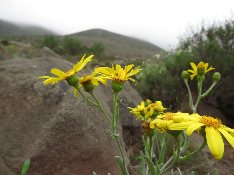 Senecio brunonianus photo 5