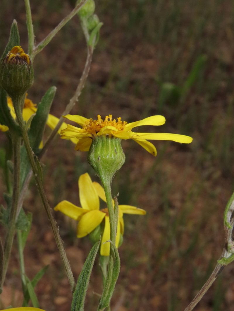 Senecio brunonianus photo 6