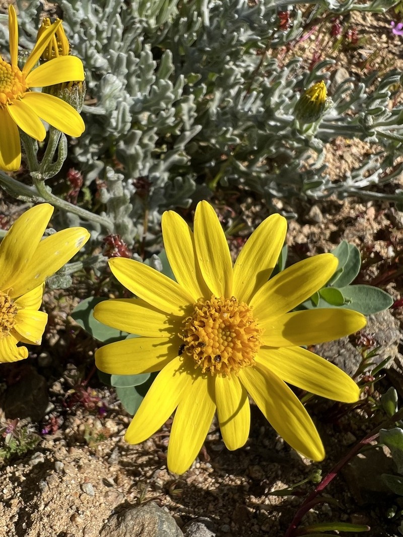 Senecio brunonianus photo 7