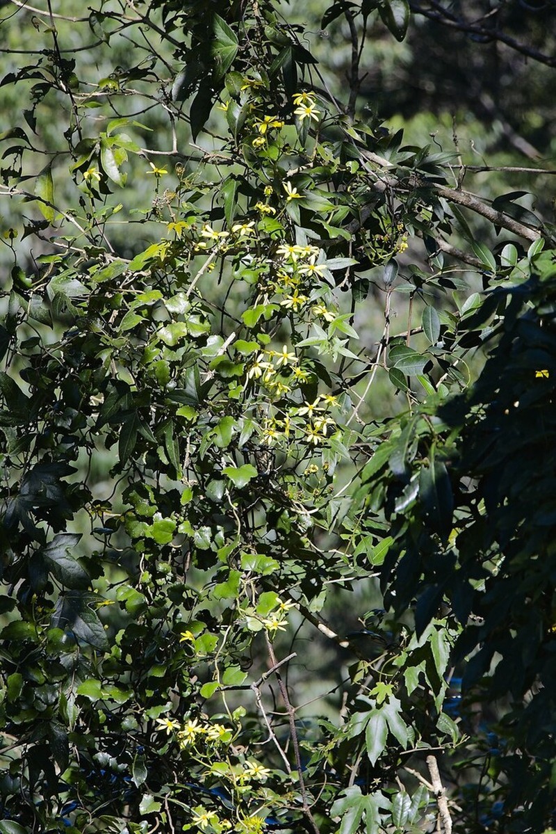 Senecio bryoniifolius photo 2