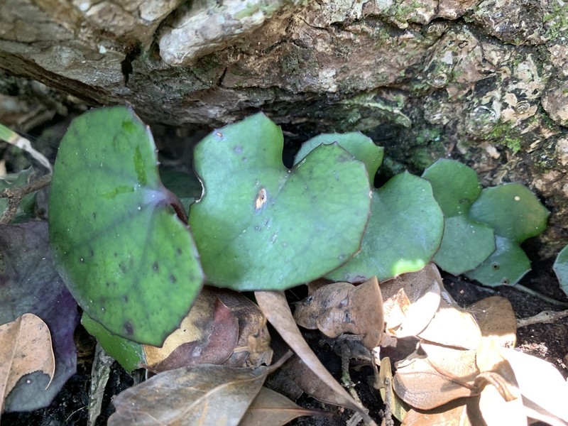 Senecio bryoniifolius photo 3