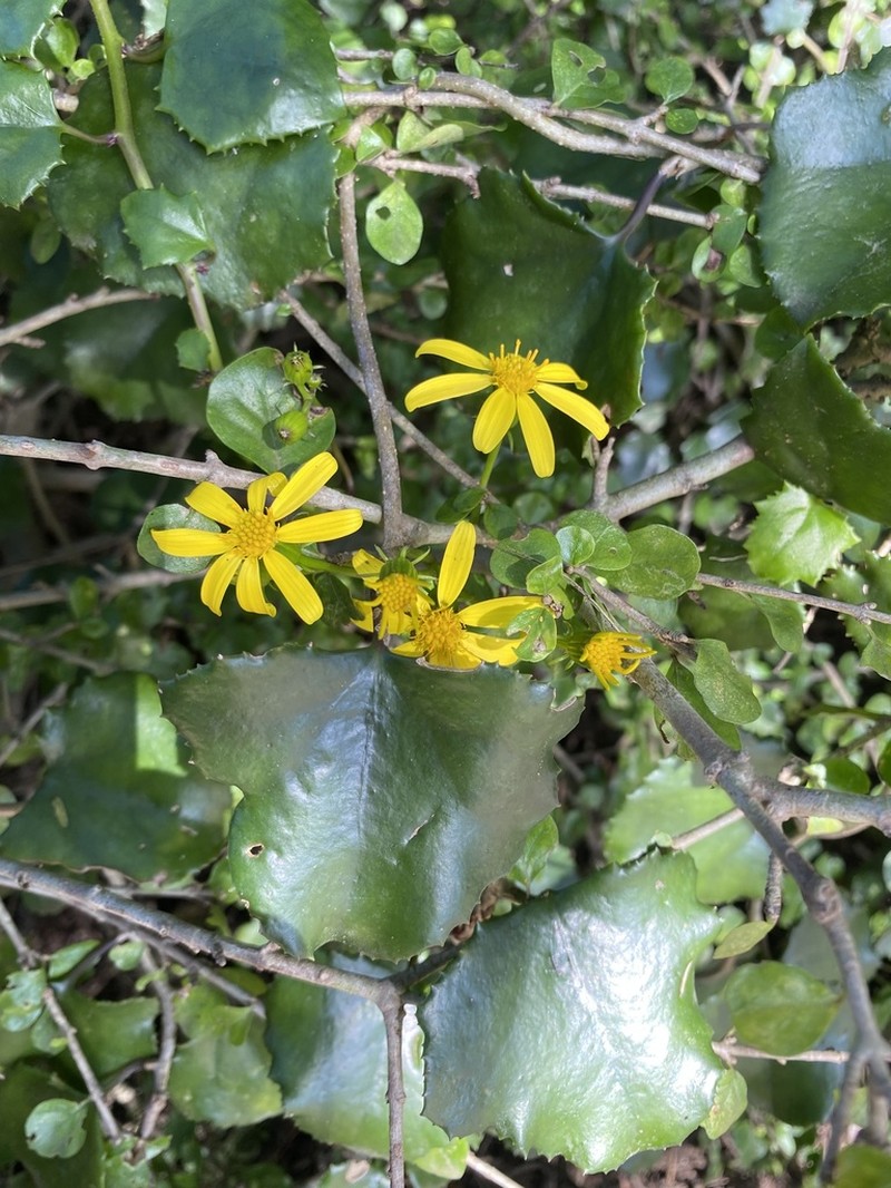 Senecio bryoniifolius photo 4