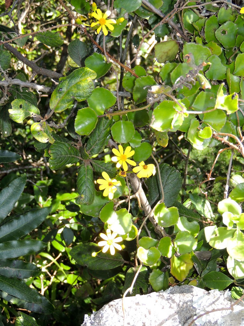 Senecio bryoniifolius photo 5