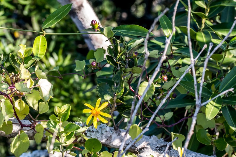 Senecio bryoniifolius photo 6