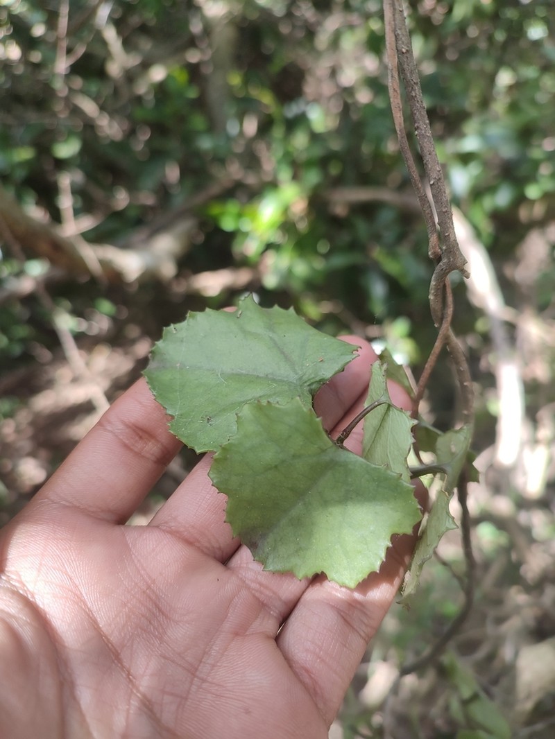 Senecio bryoniifolius photo 7
