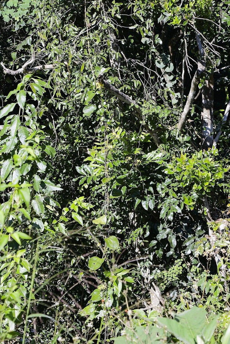 Senecio bryoniifolius photo 8