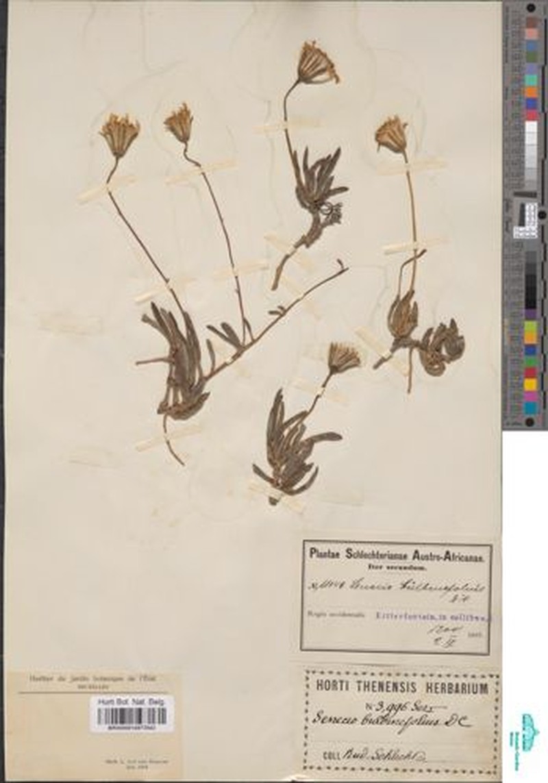Senecio bulbinefolius