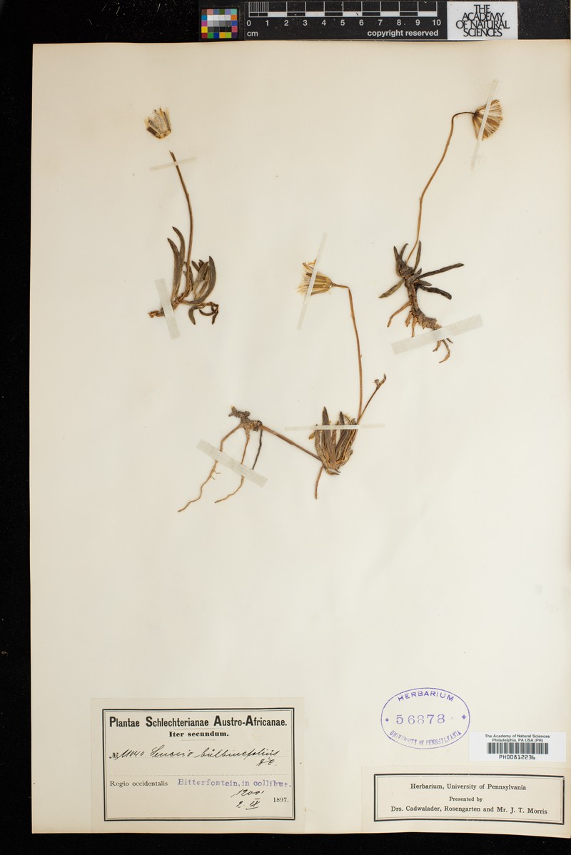 Senecio bulbinefolius photo 2
