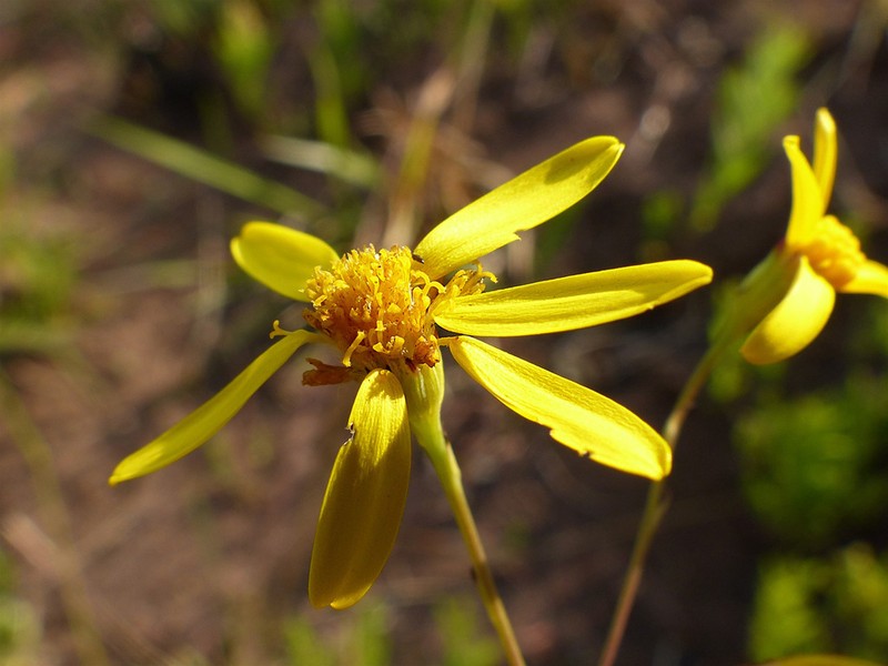 Senecio bupleuroides