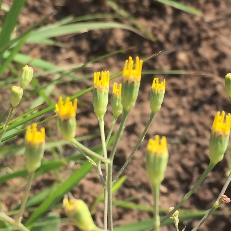 Senecio bupleuroides photo 2