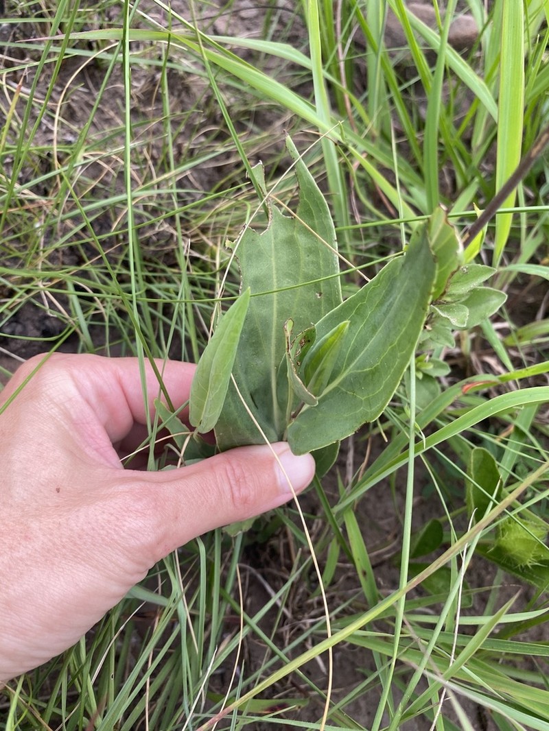 Senecio bupleuroides photo 3