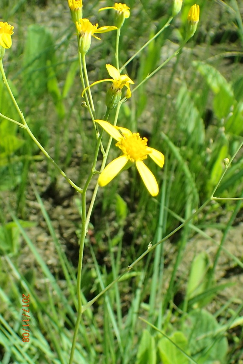 Senecio bupleuroides photo 4