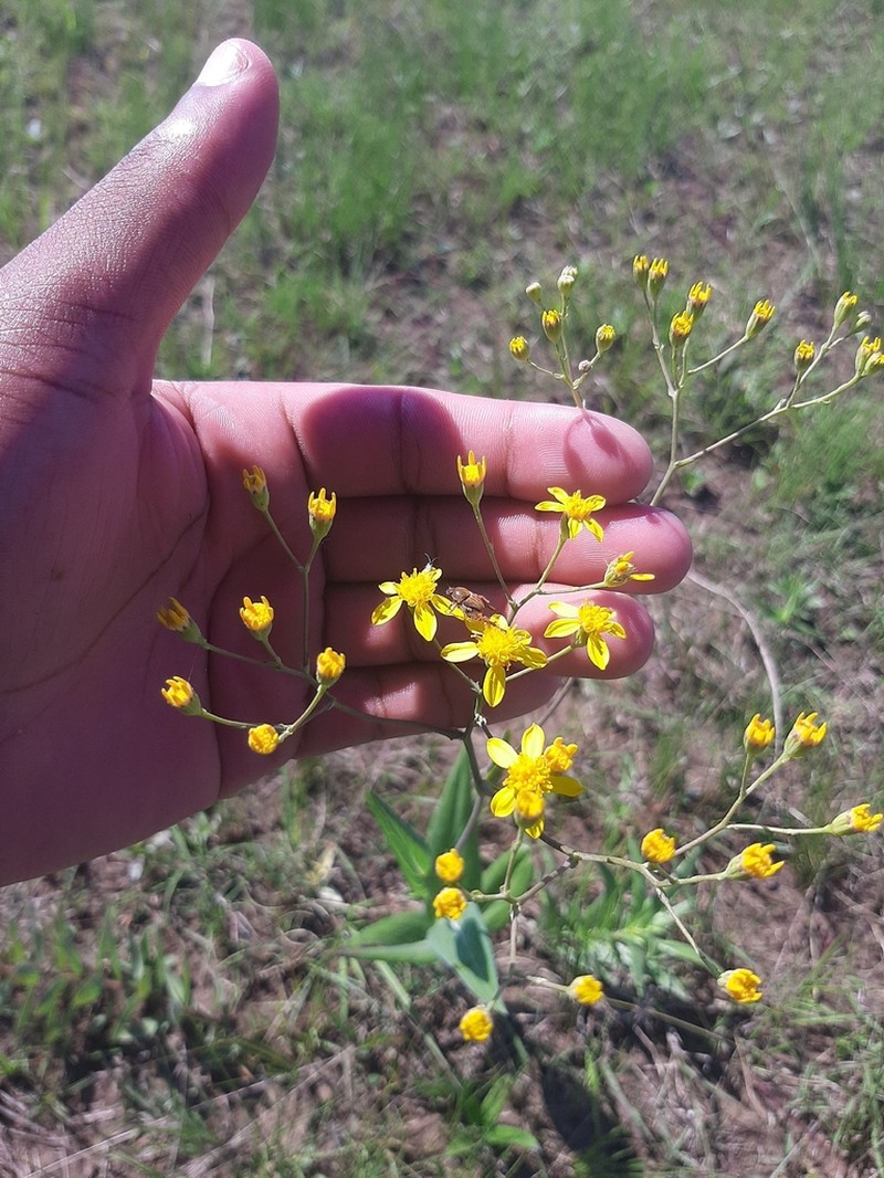 Senecio bupleuroides photo 5