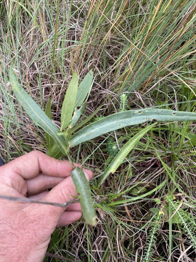 Senecio bupleuroides photo 6