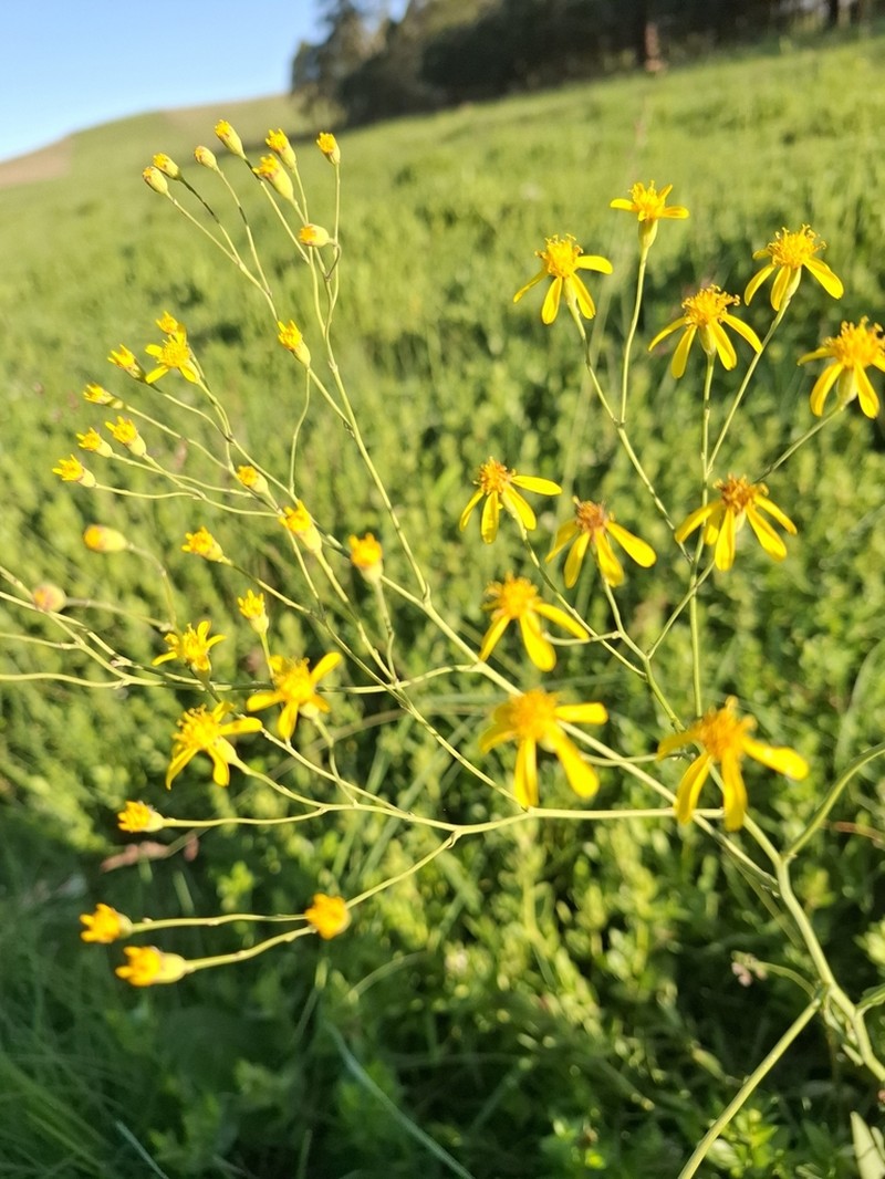 Senecio bupleuroides photo 7