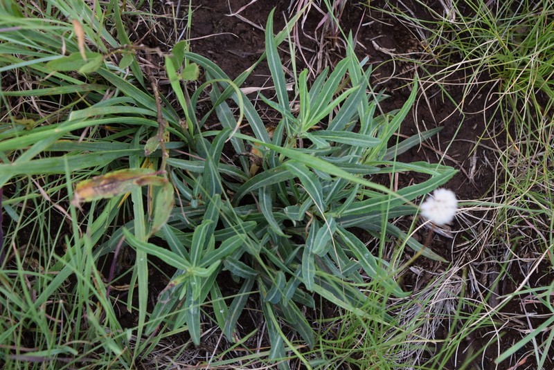 Senecio bupleuroides photo 8
