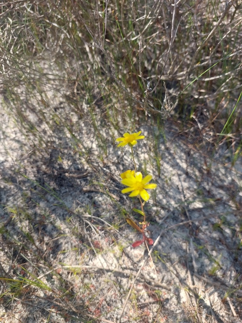 Senecio burchellii